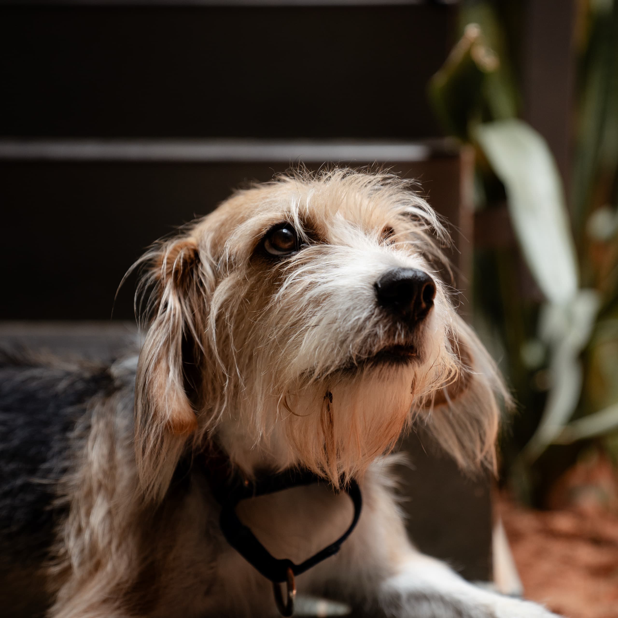 A senior dog resting peacefully in its golden years