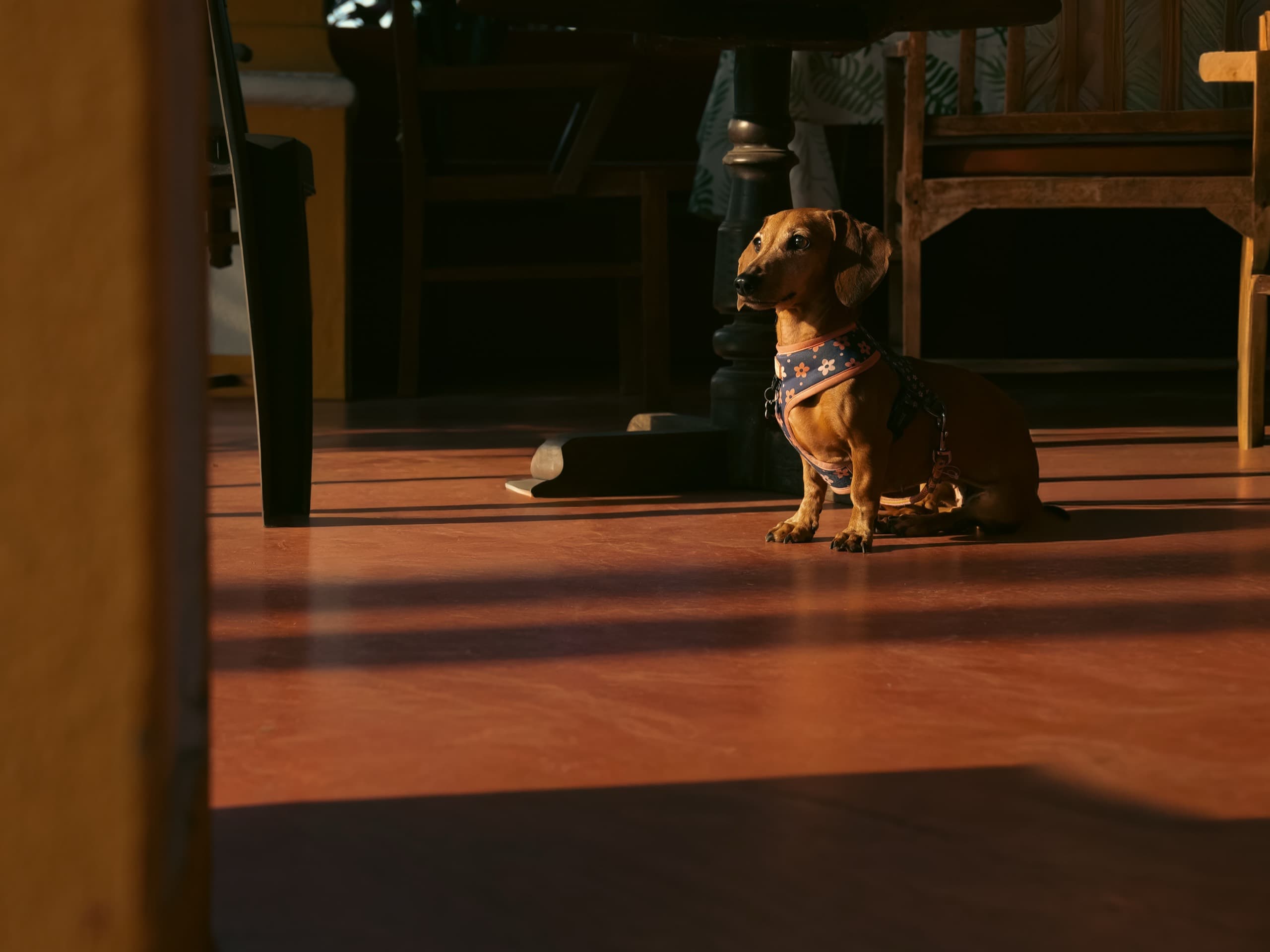 A happy, healthy dog with its pawrent
